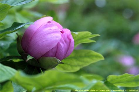 北京如何賞花?且論花之雅趣與城市之韻